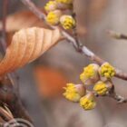 Gele kornoelje | Cornus mas