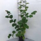 Gewone hazelaar | Corylus avellana