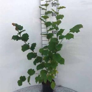 Gewone hazelaar | Corylus avellana