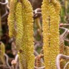Gewone hazelaar | Corylus avellana