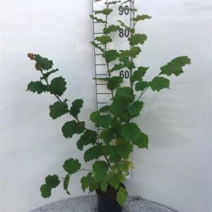 Gewone hazelaar | Corylus avellana