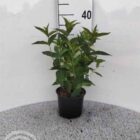 Diervilla | Diervilla sessilifolia 'Butterfly'