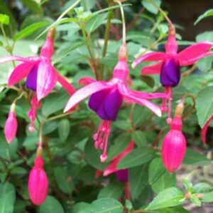 Fuchsia - Bellenplant | Fuchsia 'Tom Thumb'