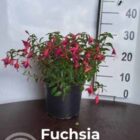 Fuchsia - Bellenplant | Fuchsia 'Tom Thumb'