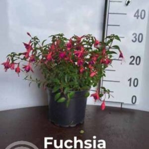 Fuchsia - Bellenplant | Fuchsia 'Tom Thumb'