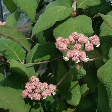 Fluweelhortensia | Hydrangea aspera 'Macrophylla'