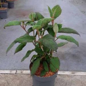 Fluweelhortensia | Hydrangea aspera 'Macrophylla'