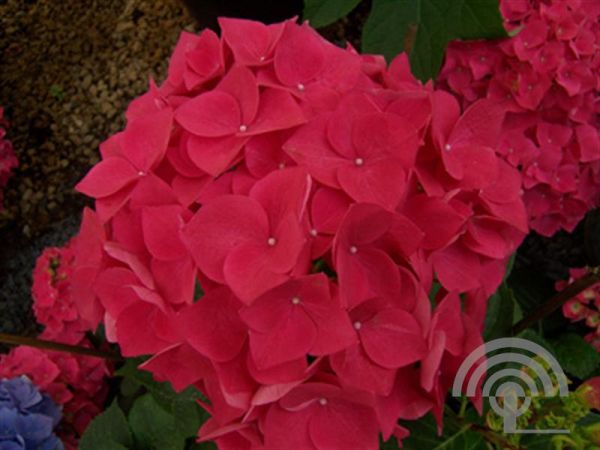 Hortensia - bolvormig | Hydrangea macr. 'Hot Red'