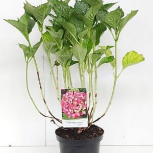 Hortensia - bolvormig | Hydrangea macr. 'Leuchtfeuer'