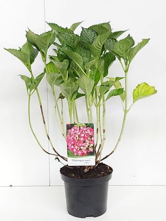 Hortensia - bolvormig | Hydrangea macr. 'Leuchtfeuer'