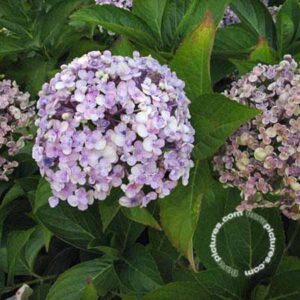 Hortensia - bolvormig | Hydrangea macrophylla 'Ayesha'