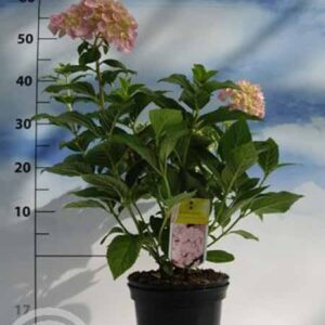 Hortensia - bolvormig | Hydrangea macrophylla 'Bouquet Rose'