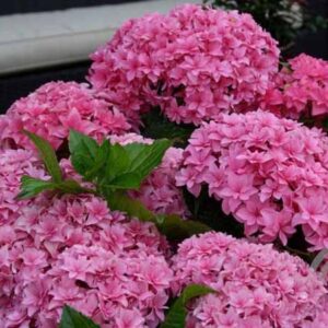 Hortensia - bolvormig | Hydrangea macrophylla 'Expression'