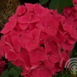 Hortensia - bolvormig | Hydrangea macrophylla 'Hot Red'