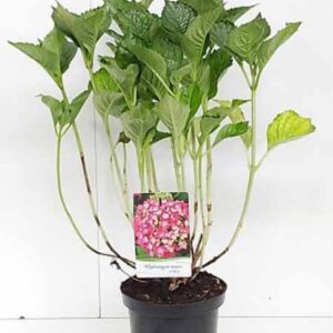 Hortensia - bolvormig | Hydrangea macrophylla 'Leuchtfeuer'