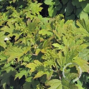 Eikenbladhortensia | Hydrangea querc. 'Snow Queen'