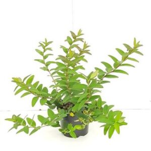 Hertshooi | Hypericum 'Hidcote'