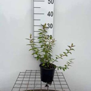 Hertshooi | Hypericum 'Hidcote'