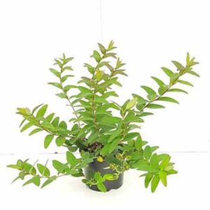 Hertshooi | Hypericum 'Hidcote'