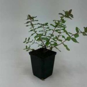 Hertshooi | Hypericum dummeri 'Peter Dummer'