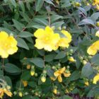 Hertshooi | Hypericum dummeri 'Peter Dummer'