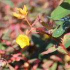 Hertshooi | Hypericum moserianum