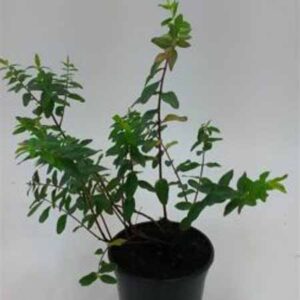 Hertshooi | Hypericum moserianum