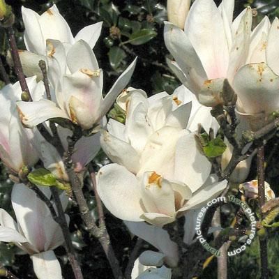 Gewone magnolia | Magnolia soulangeana 'Alba Superba'