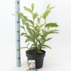 Gewone magnolia | Magnolia soulangeana