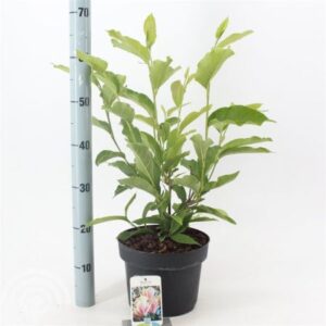 Gewone magnolia | Magnolia soulangeana