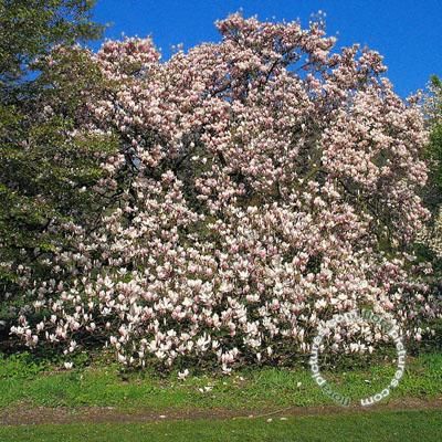 Gewone magnolia | Magnolia soulangeana