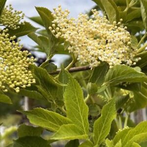 Gewone vlier | Sambucus nigra