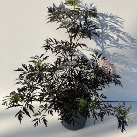 Sambucus-nigra-Black-Lace C20 45x45 Gewone vlier | Sambucus nigra 'Black Lace'