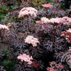 Gewone vlier | Sambucus nigra 'Black Lace' | In pot 20L | Hoogte 80-100cm Sambucus nigra Black Lace bloem 6x4 1