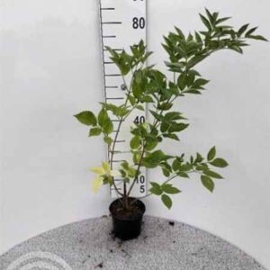 Gewone vlier | Sambucus nigra