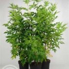 Gewone vlier | Sambucus nigra