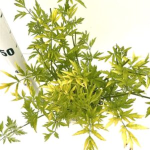 Gewone vlier | Sambucus nigra 'Golden Tower'