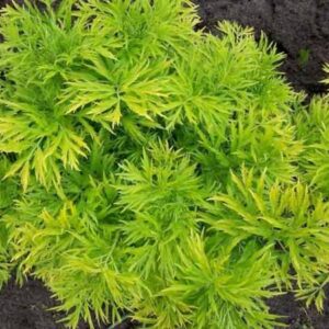 Gewone vlier | Sambucus nigra 'Golden Tower'