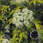 Gewone vlier | Sambucus nigra