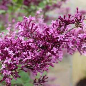 Dwergsering | Syringa bloomerang ® 'Dark Purple'