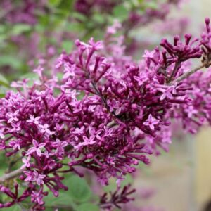 Dwergsering | Syringa bloomerang ® 'Dark Purple'