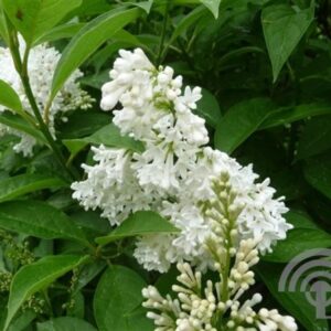 Hongaarse sering | Syringa josikaea 'Holger'
