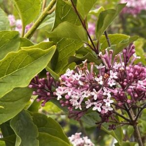 Dwergsering | Syringa meyeri 'Palibin'