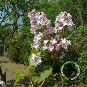 Gewone sering | Syringa vulgaris