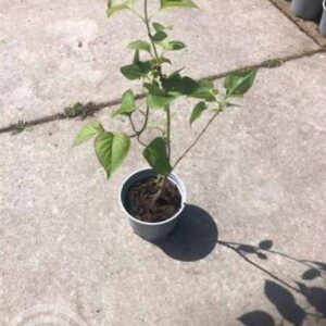 Gewone sering | Syringa vulgaris