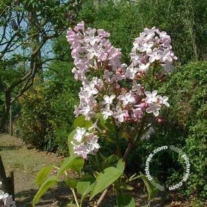 Gewone sering | Syringa vulgaris | In pot 7,5L | Hoogte 60-80cm