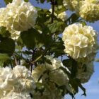 Gelderse roos | Viburnum opulus