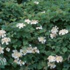 Gelderse roos | Viburnum opulus