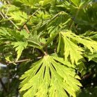 Japanse esdoorn | Acer japonicum 'Aconitifolium' (C10 60-80 CM) Japanse esdoorn | Acer japonicum 'Aconitifolium'