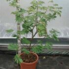 Japanse esdoorn | Acer japonicum 'Aconitifolium'